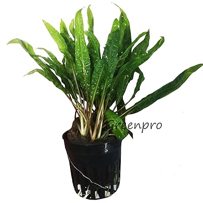Cryptocoryne Balansae Potted Live Aquarium Plants 