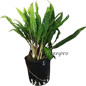 Amazon.com: Cryptocoryne Balansae Potted Live Aquarium ...