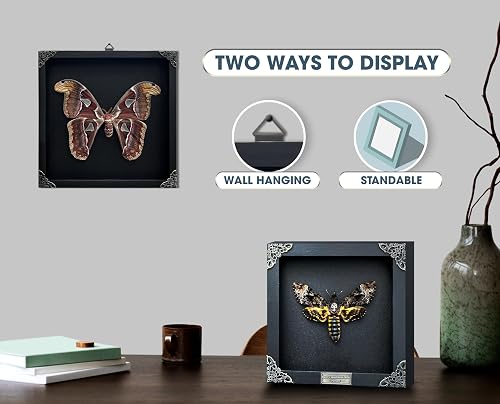 Bug Display Ideas