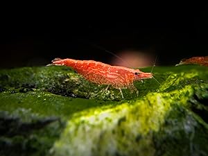 Sakura Red Cherry Shrimp Breeder Combo Pack (Neocaridina davidi) - 10 Females, 5 Males at 1/2 to 1 Inch Long by Aquatic Arts