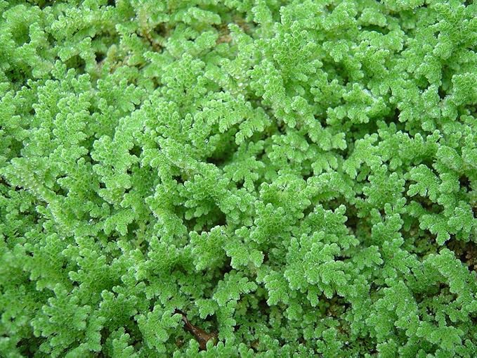 Plantsguru Azolla Floating plant - Azolla caroliniana For Cultivation & Feeding 10+ Live