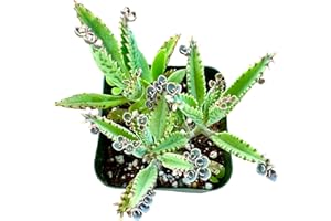 YUNAKSEA Mothers of Thousands Kalanchoe Live Plant 3 to 5 Inc Tall Starter, Kalanchoe Succulent