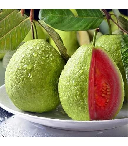 Amazon.com : 100 Guava Fruit Tree Seeds for Planting - Exotic and