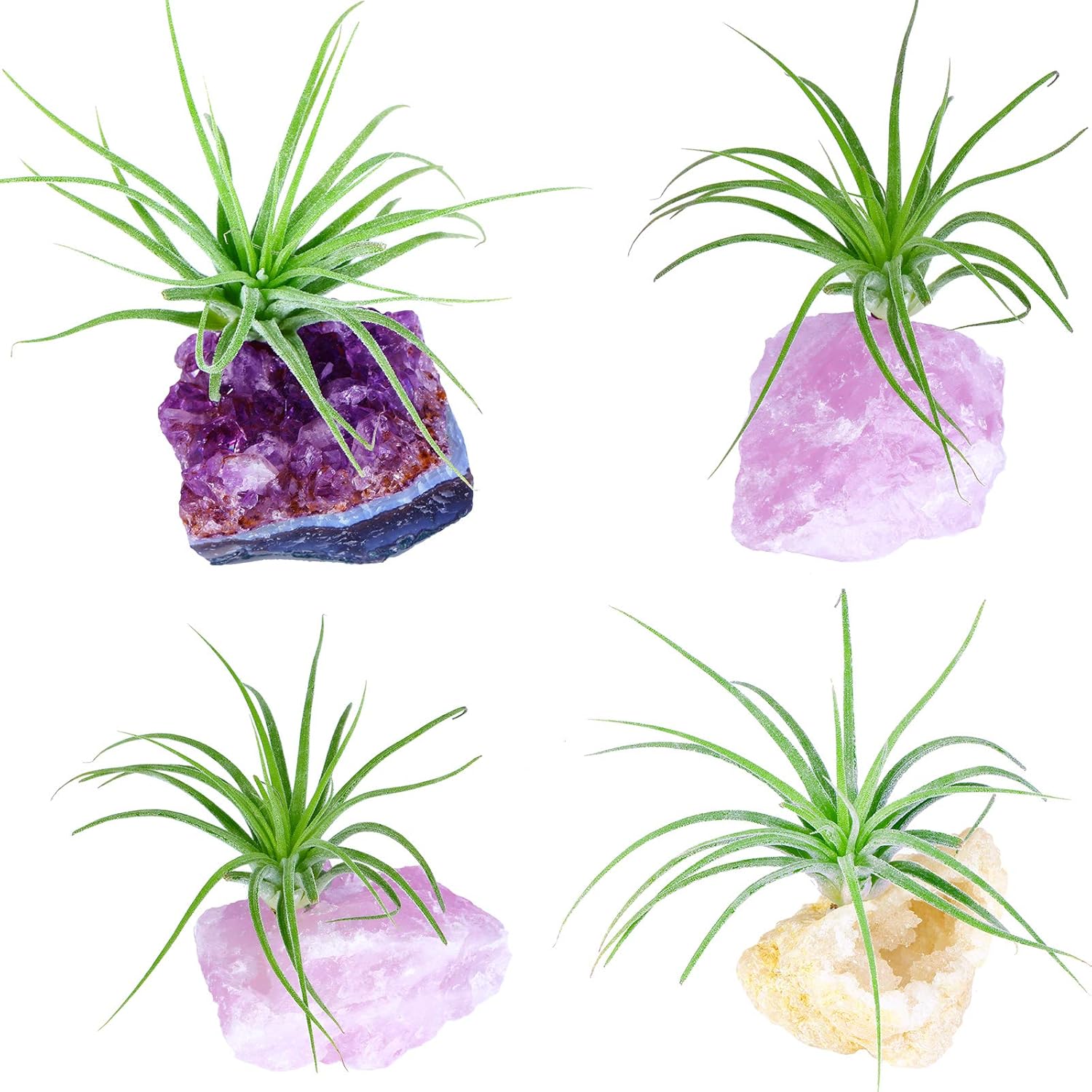 Decorative Stones Air Plant Care