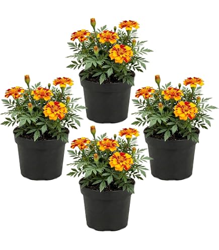 ceramic pot succulent Succulent Arrangement