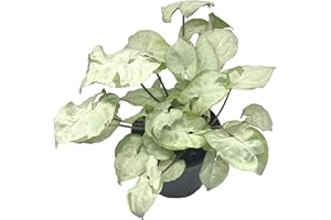 BubbleBlooms Syngonium Moonshine in a 4 inch Pot Variegated Arrow Head Vine Rare