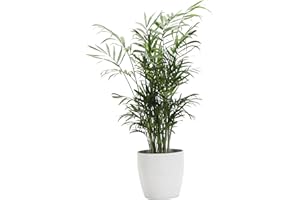 Thorsen's Greenhouse Parlor Palm Plant, Live Indoor Plant, Neanthe Bella Palm, Natural Air Purifier, Easy to Grow, Pet Safe Plant, 4-inch Diameter Pot (White)