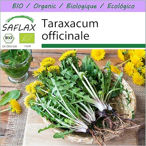 SAFLAX - BIO - Löwenzahn - 400 Samen - Taraxacum officinale
