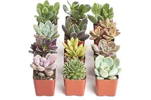 Shop Succulents Unique Succulent Plant Pack Collection - Live Mini Succulent Plants, Low Maintenance, Exceptional Colors & Textures - Wedding and Party Favors, Gift & Garden, Pack of 12