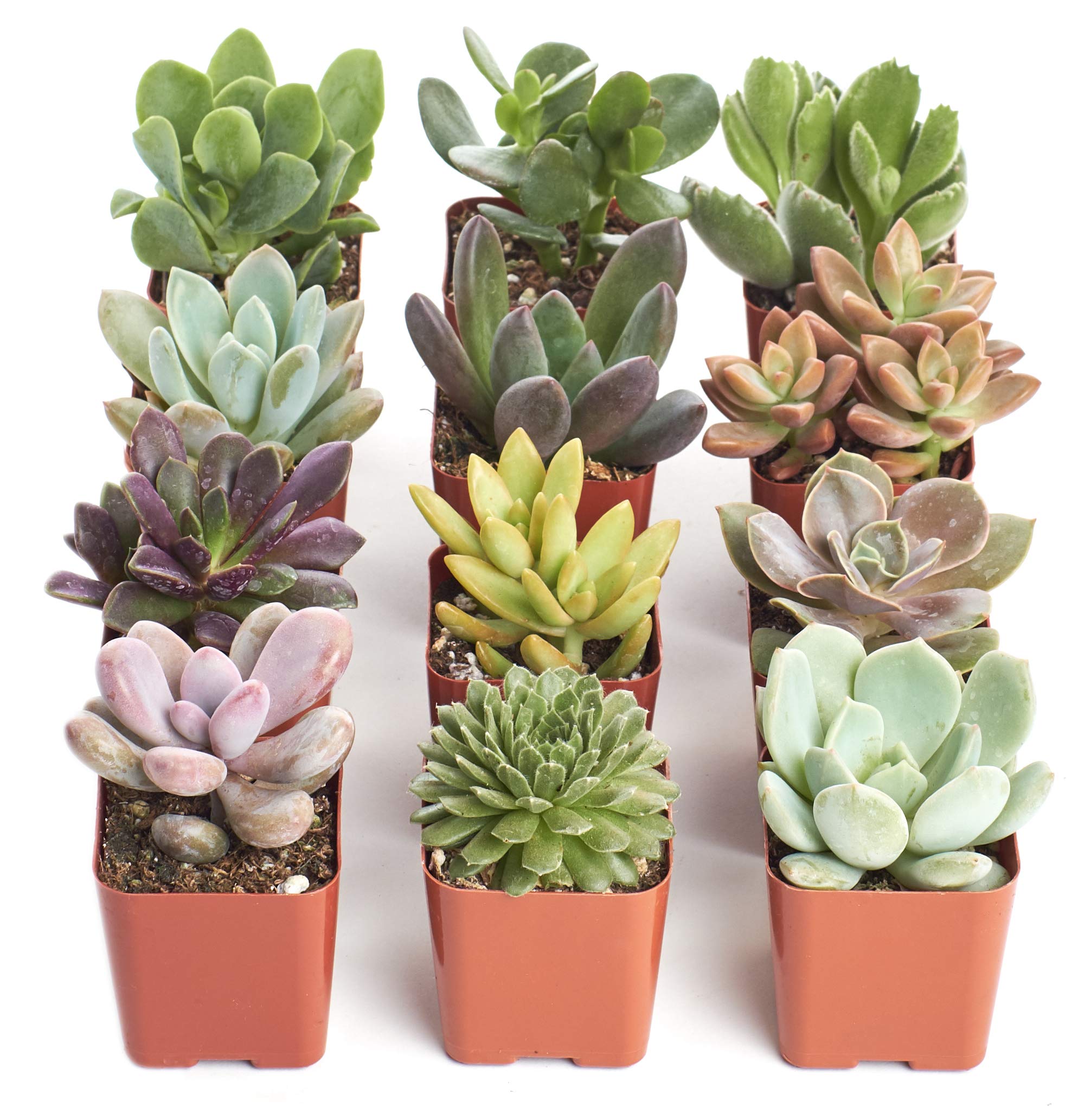 Photo 1 of Shop Succulents Unique Succulent Plant Pack Collection - Live Mini Succulent Plants, Low Maintenance, Exceptional Colors & Textures - Wedding and Party Favors, Gift & Garden, Pack of 12