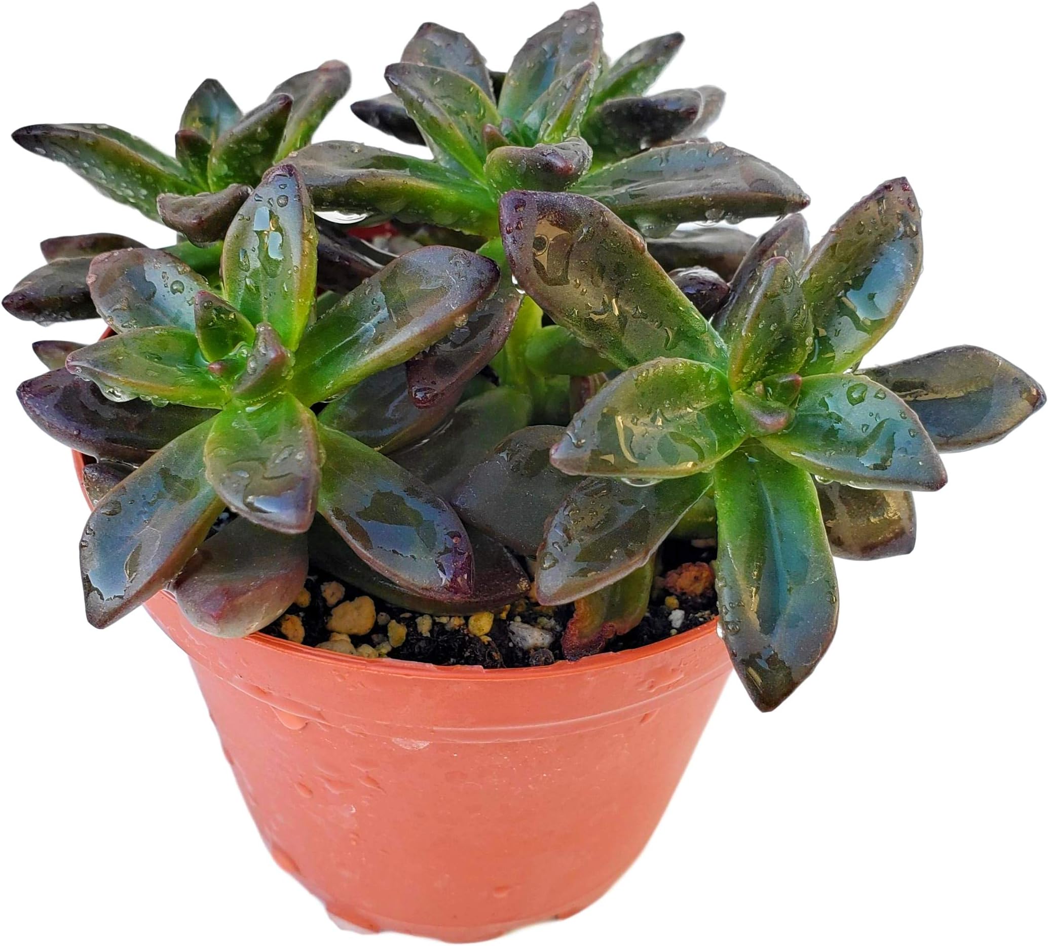 Fat Plants San Diego Succulent Plant(s) Fully Rooted in 4 inch Planter Pots with Soil - Real Live Potted Succulents/Unique Indoor Cactus Decor (1, Sedeveria Black)
