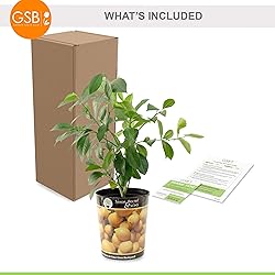 Garden State Bulb Meyer Lemon Tree, Citrus Live