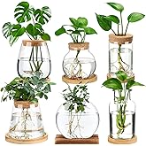 Honeydak 6 Pcs Plants Propagation Stations Planter Terrariums with Wooden Lid and Bamboo Stand Desktop Glass Propagation Vases for Plant Growing Hydroponic Home Office Tabletop Decoration