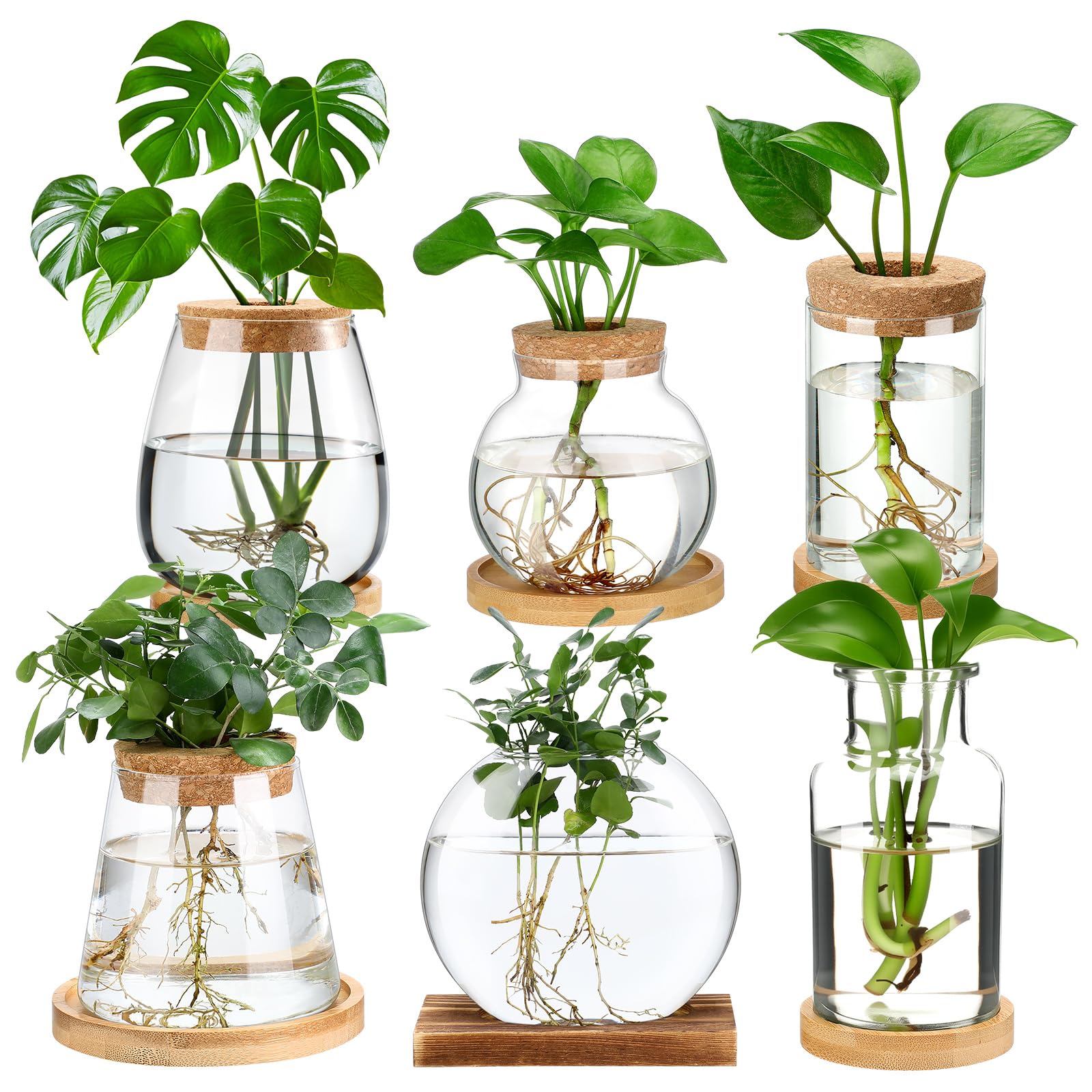 Photo 1 of Honeydak 6 Pcs Plants Propagation Stations Planter Terrariums with Wooden Lid and Bamboo Stand Desktop Glass Propagation Vases for Plant Growing Hydroponic Home Office Tabletop Decoration