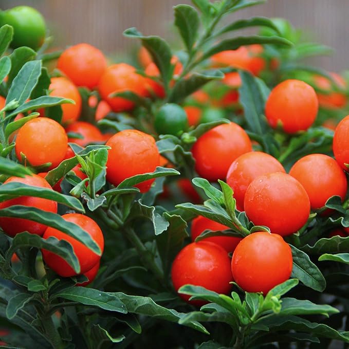 Solanum Thurino Winter Cherry Bushy Ornamental Evergreen Annual Berry Shrub Amazon Co Uk Kitchen Home