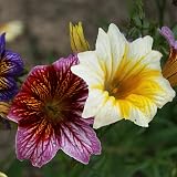 Scott&Co Flower Seed Variety Pack 30 Varieties Bee Butterflies Grow Indoor view 8
