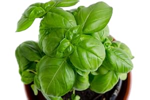 Genovese Basil Seeds for Planting - Heirloom Non-GMO USA Grown - 150+ Seeds - Premium Sweet Basil Seeds for Indoors or Outdoors by RDR Seeds