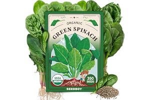 Seedboy Organic Spinach Seeds for Indoor Gardening or Planting Outdoors, Non-GMO and USDA Certified Vegetable Seed Packets, 350 Seeds/4 Grams (Bloomsdale Spinach)