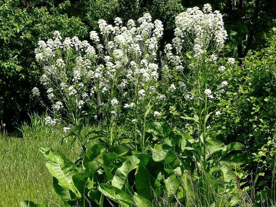 Horseradish Armoracia rusticana culinary herb vegetable plant 1litre