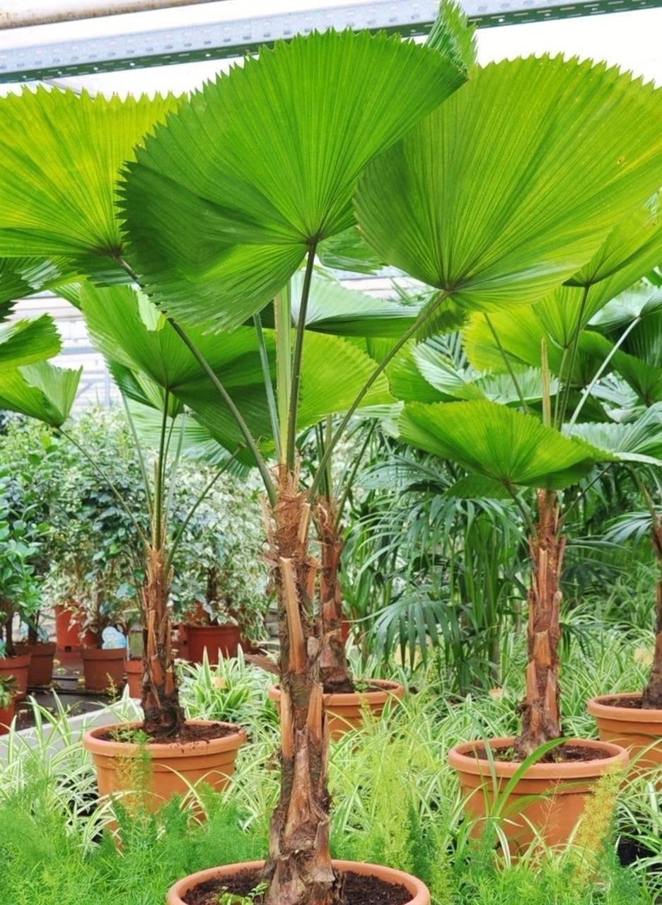 Palmenmann Grossblättrige Strahlenpalme (Vanuatu Strahlenpalme