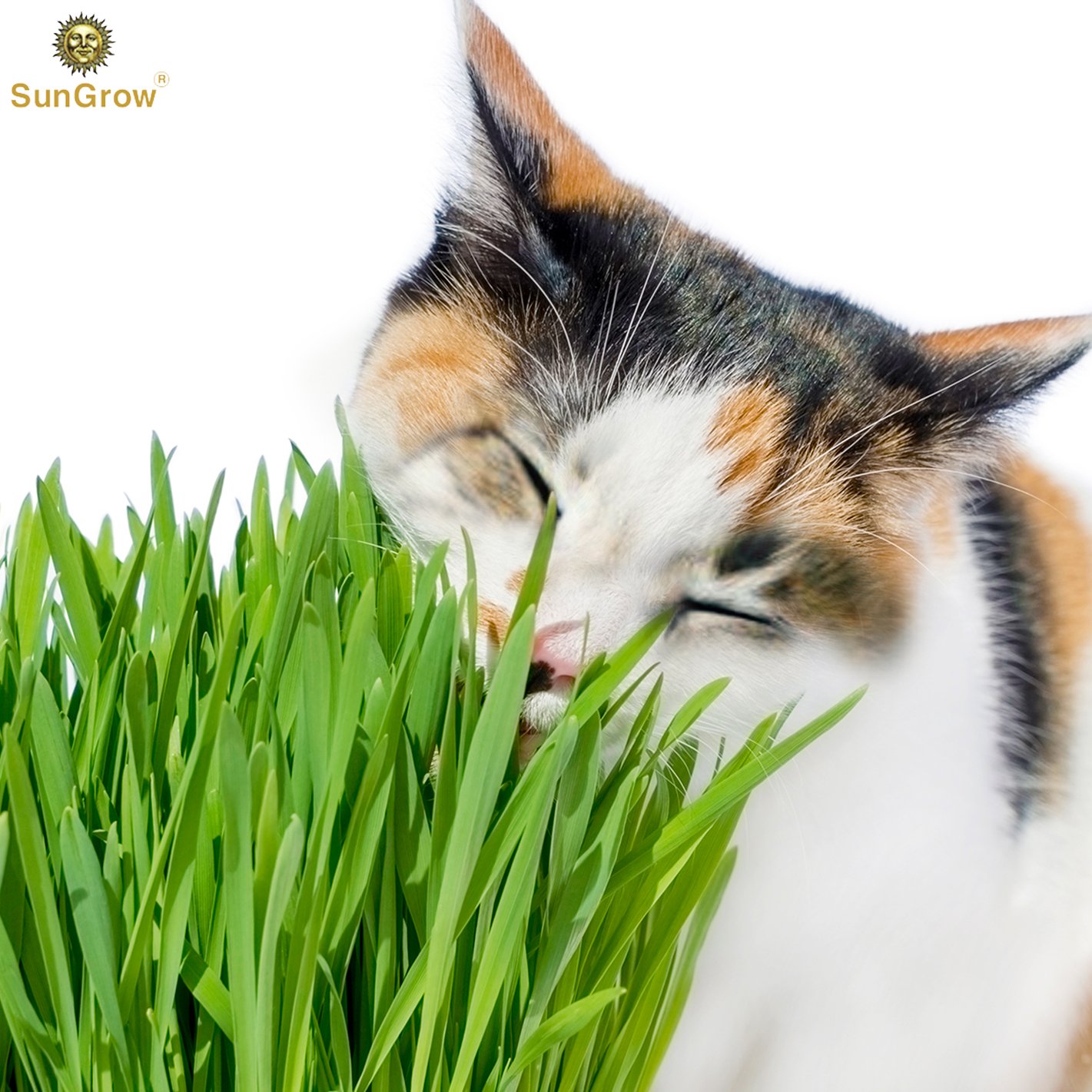 Wheatgrass Seeds for Cats by SunGrow - Aids faster digestion - Prevents furballs - Rich in essential amino acids - Fast, Thick and Easy growth Petgrass - Organic Non GMO seeds - 100 seeds per pack
