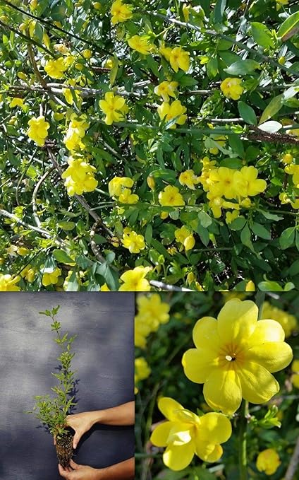 Amazon サンジュゼッペ植物の冬のジャスミン植物のjasminum Nudiflorum Alvジャスミン Scoutseed インテリア 通販