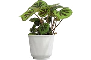 Begonia Masoniana Rock, Live Houseplant Decor in 6" White Pot, Textured Leaves, Easy Botanical Gift, Iron Cross Houseplants, Desk Decor & Gifts, Office Plants & Decorative Plants by Plants for Pets
