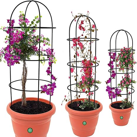 picture Bamboo Sticks For Plant Support Online India trustbasket obelisk trellis for plant