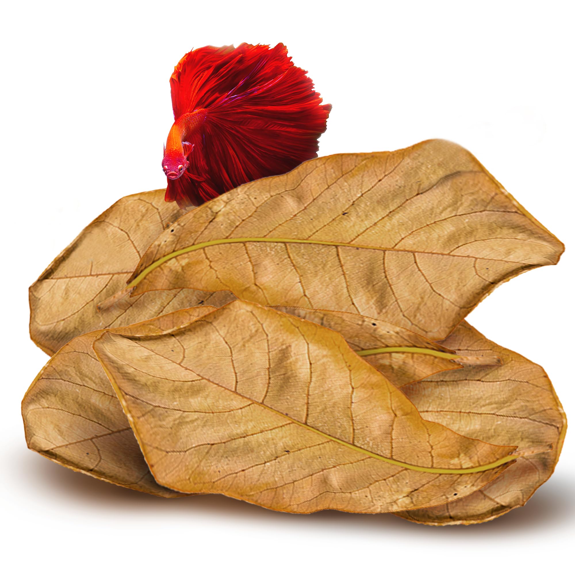SunGrow 10 Pack Indian Almond Leaves for Betta Fish Tank Water Treatment, XL (9"), Catappa Leaves Induce Breeding and Boost Immunity, Reduce Stress, pH Down Aquarium Water Conditioner