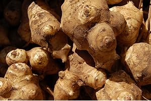 GREENHOUSE PCA Jerusalem Artichoke Tubers Sunroot Sunchoke Natural Organic Tubers Produce 1 lb