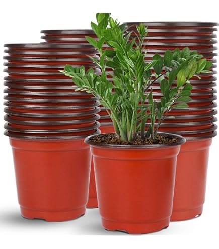 japanese black pine bonsai tree for sale Long-Needle Japanese Black Pine Bonsai – Time in Pot main image 1