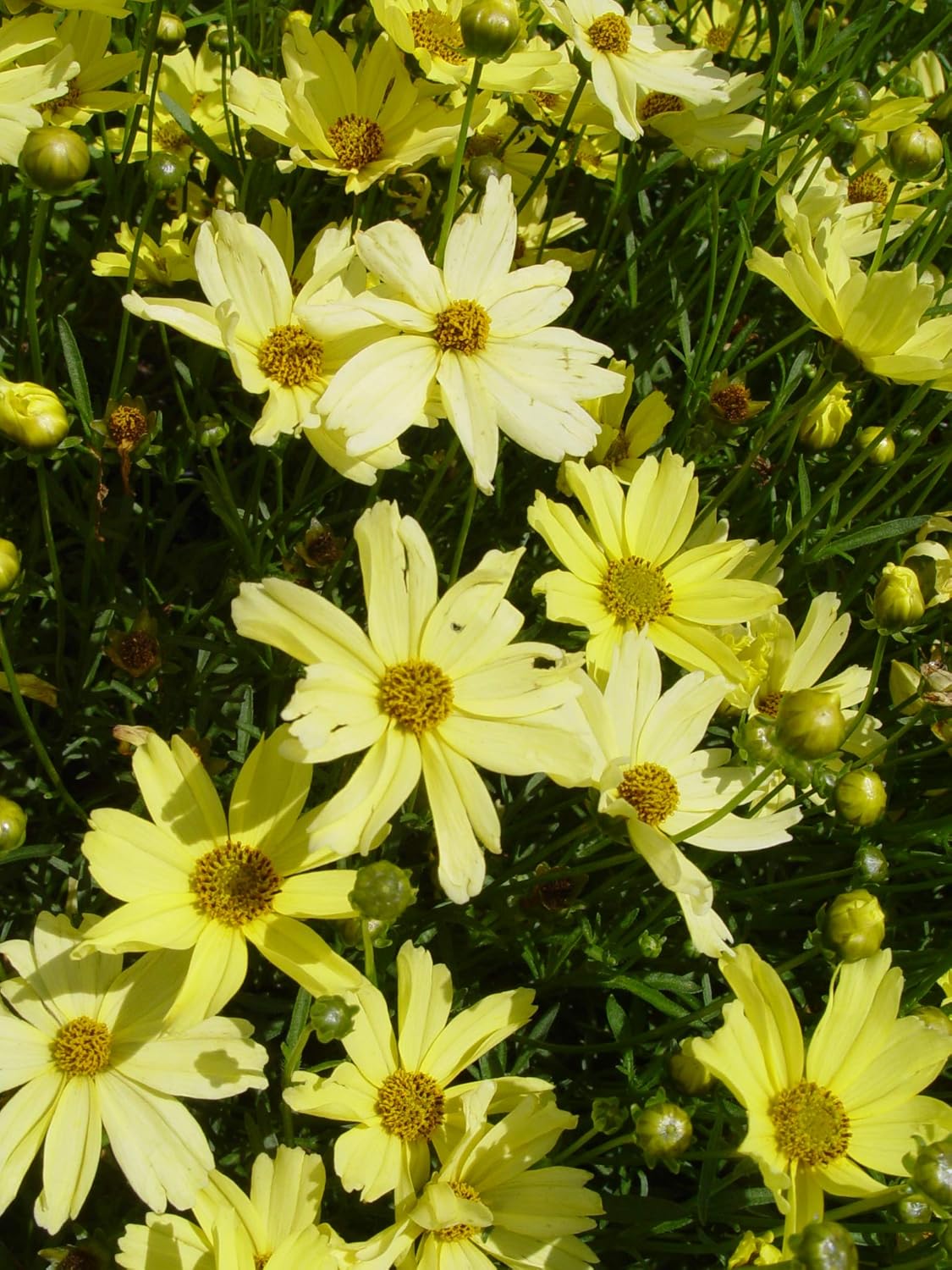 Coreopsis verticillata 'Moonbeam' (Tickseed) Perennial