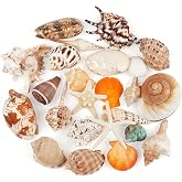 TaoQ C 24 PCS Large Sea Shells Mixed Ocean Seashells Starfish Conch Various Sizes Natural Seashells for Fish Tank Beach Themed Party Home Bathroom Wedding Decorations DIY Crafts