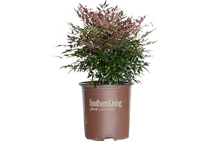 SOUTHERN LIVING Obsession Nandina (1.5 Gallon) Multicolor Evergreen Shrub with Brilliant Red New Foliage - Part Sun Live Outdoor Plant