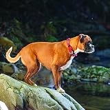 EzyDog Double Up Dog Collar Reflective Pink Medium with ID Tag D-Ring view 7