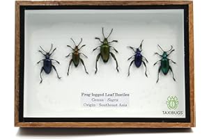 TAXIBUGS SET 5 REAL FROG LEGGED LEAF BEETLES SAGRA INSECT TAXIDERMY SET IN BOX / 3D WOODEN FRAME (Wooden Box)