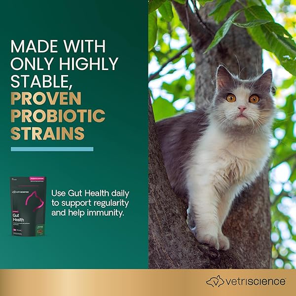 VETRISCIENCE GUT HEALTH CHEWS, PROBIOTIC EVERYDAY DIGESTIVE SUPPLEMENT FOR CATS, PET PROBIOTICS FOR DIGESTION SUPPORT, GAS AND DIARRHEA, IMMUNE SUPPORT, 120 MILLION CFU PER CHEW, DUCK, 60 COUNT