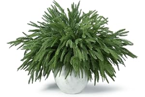 HLDGRAS 18 Pcs Real Touch Norfolk Pine Branches,Artificial Christmas Green Faux Cedar Norfolk Pine Stems Fake Greenery Pine Picks for Vase DIY Garland Wreath Xmas Indoor Outdoor Home Decoration (18 Inches)