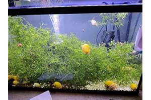 SOUTH SHORE RETAIL, LLC Guppy Grass - Najas Grass - 1 Generous Handful - Live Aquarium Freshwater Plant - Beginner Plant - Very Popular (1, Handfuls)