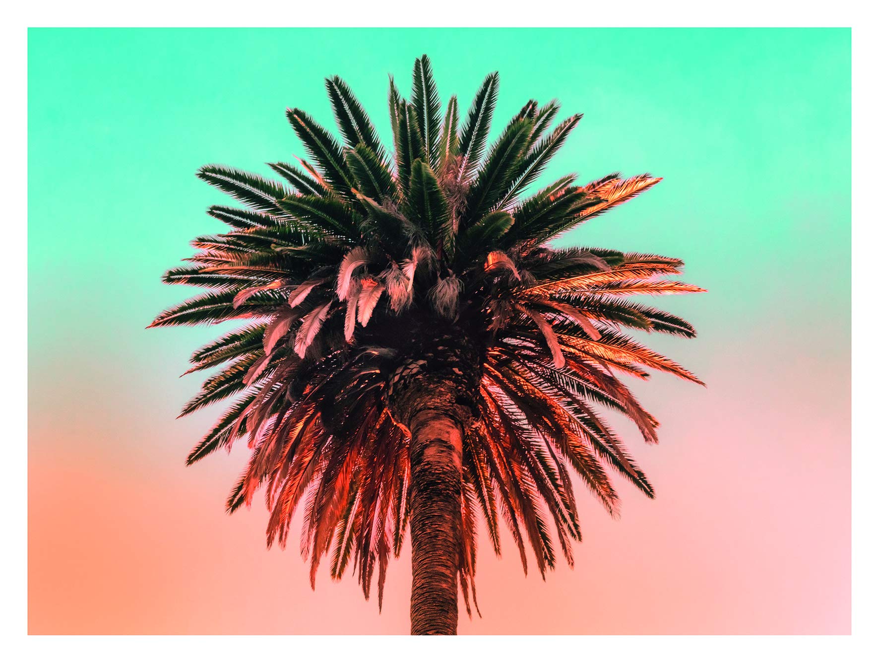 Komar Palm Tree Wall Picture Poster Picture Living Room Bedroom Decoration Art Print Without Frame Available in 3 Sizes, , Colourful, 40 x 30 cm — image 1