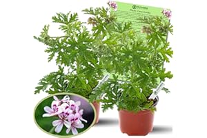 Clovers Garden Citronella Plants – Two (2) Live Plants – Non-GMO - Not Seeds - Each 4" to 8" Tall – in 4" Inch Pots - Citrosa Geranium Plant, Mosquito Repellent, Blooming, Edible