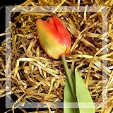 Lanjue Glitter Shredded Tissue Paper 100g Golden Raffia Gift Filler view 6