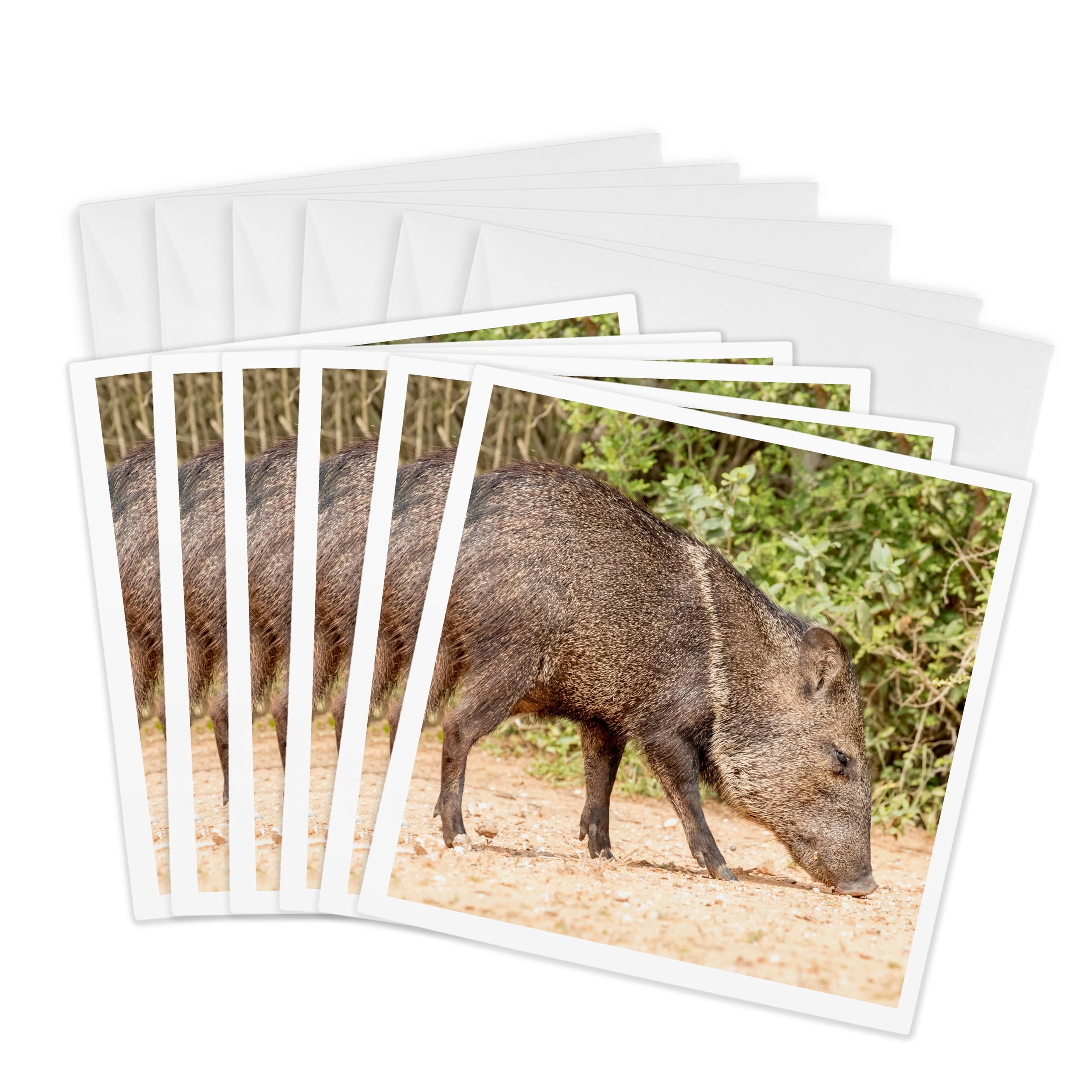 3dRose gc_260086_1 6 x 6-Inch "USA, Texas, Gatesville, Santa Clara Ranch Collared Peccary Close-Up" Greeting Card (Pack of 6)