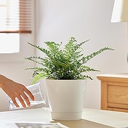 FaithLand 2-Pack 8 Inch Planter Pots for Indoor