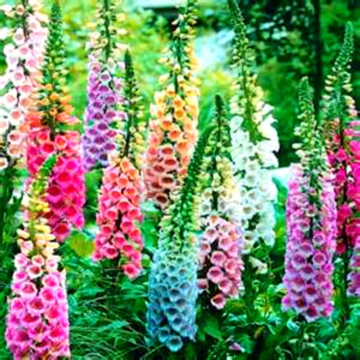 Beautiful Mixed Foxglove 100 Seeds! Comb.