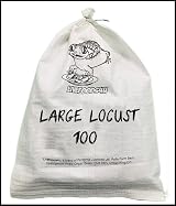 livefoods4u Live Locusts Large x 100 Reptile Live Food 20-35mm view 5