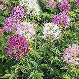 Mixed Cleome - Spider Plants - Nectar Flower for