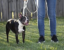 Country Brook Petz - Deluxe Nylon Dog Leash with