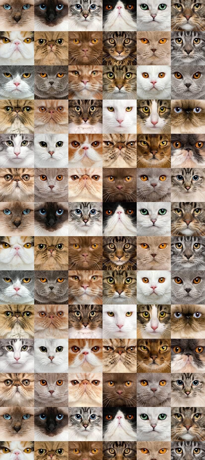 Photo Wallpaper, Wallpaper Cats WP 9824 53X7X7 M