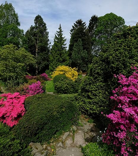 Amazon Co Jp 大人のパズル1000個 ドイツは大人 家族および子供のためのシャクナゲ植物園のジグソーパズルを公園します 教育ゲーム玩具の家の装飾 27 56inx19 69in ホーム キッチン Amazon Co Jp 大人のパズル1000個 ドイツは大人 家族および子供のためのシャクナゲ植物園のジグソーパズルを公園します 教育ゲーム玩具の家の装飾 27 56inx19 69in ホーム キッチン